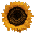 sunflowerlinksbutton.gif